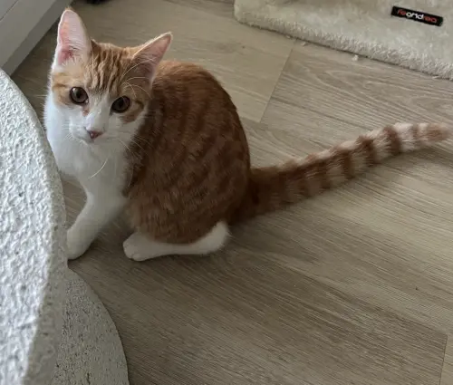 Chat femelle à Neuchâtel