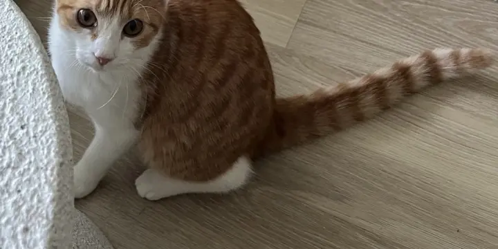 Chat femelle