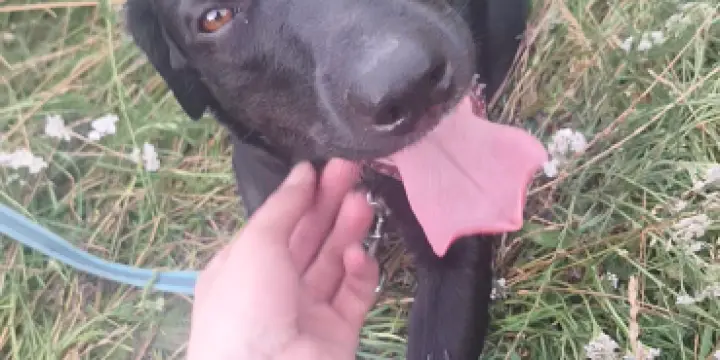Laïka – chienne de 23 mois Labrador x Border Collie
