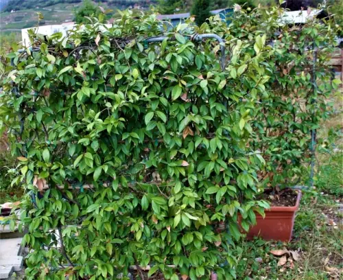 palissade jasmin 120-150cm en bac à Bex