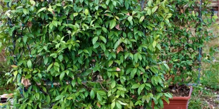 palissade jasmin 120-150cm en bac