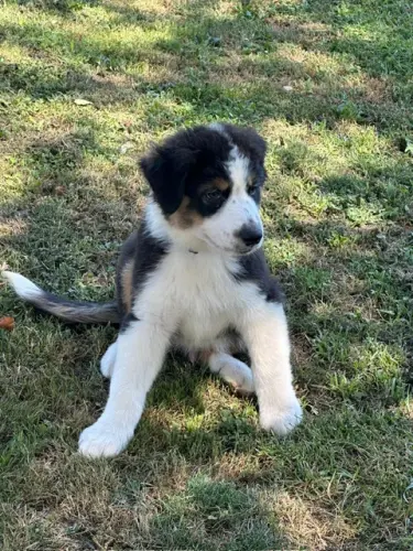 Chiots berger australien à réserver à Menthonnex-sous-Clermont