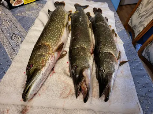 cour Fishing