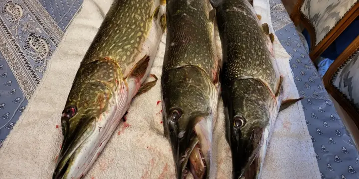 cour Fishing
