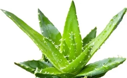 Aloe Vera ! Toute une game de Produits  à Estavayer-le-lac