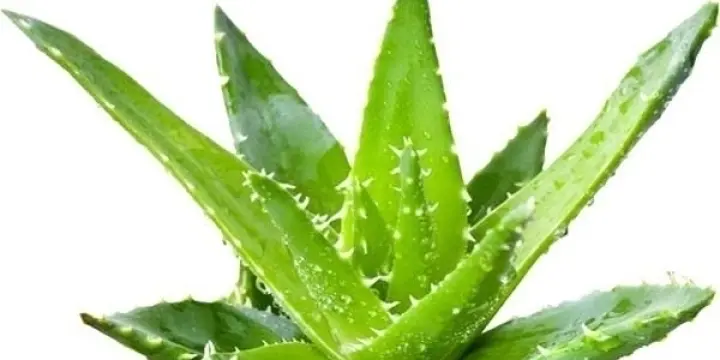 Aloe Vera ! Toute une game de Produits 