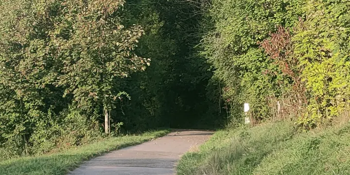 Sauvages en forêt