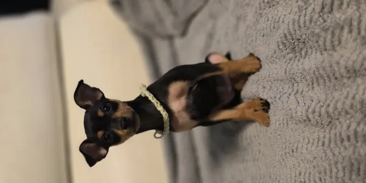 Magnifique pincher nain