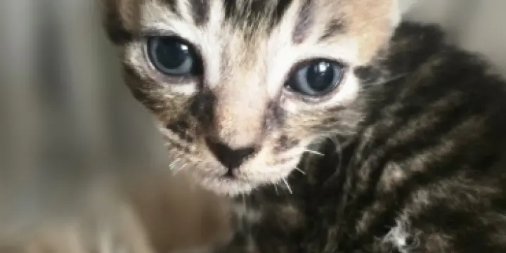 Chaton Mi siamois