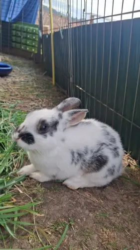 Adorables bébés lapins croisés nain bleu feu×Rex