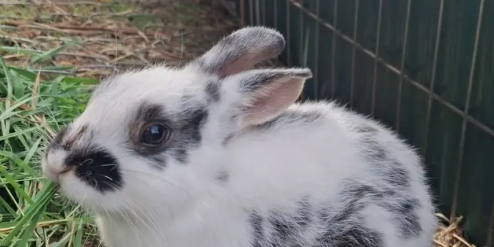 Adorables bébés lapins croisés nain bleu feu×Rex