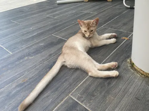 Adorable chaton abyssin à Chêne-Bougeries