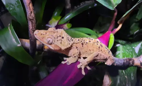 Correlophuls ciliatus, gecko à crête à Bovernier