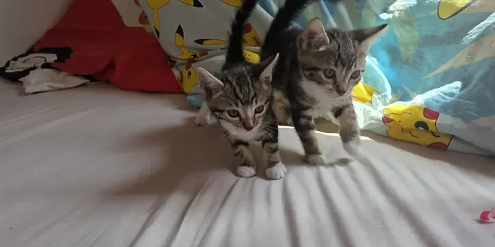 Chaton bengal croisé à vendre
