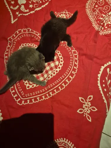 Chaton a vendre  chartreux et sphinx à Peseux