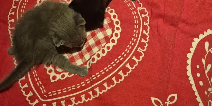 Chaton a vendre  chartreux et sphinx