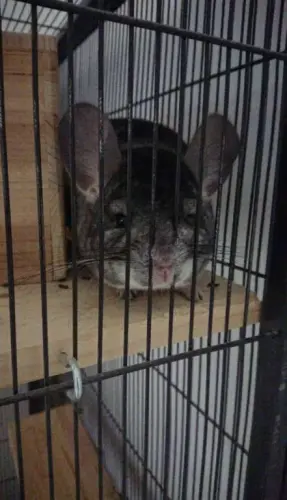 Femelle Chinchilla à Font