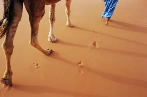 Trekking desert sud marocain à Zagora