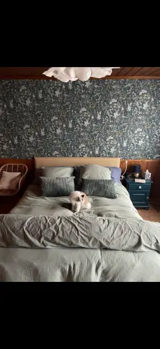 Chambre à louer pour femme à Ollon VD