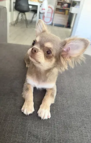 Chihuahua à long poils à Estavayer-Gibloux
