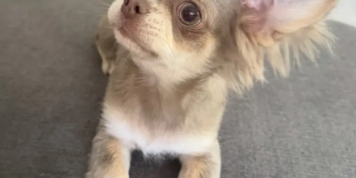 Chihuahua à long poils