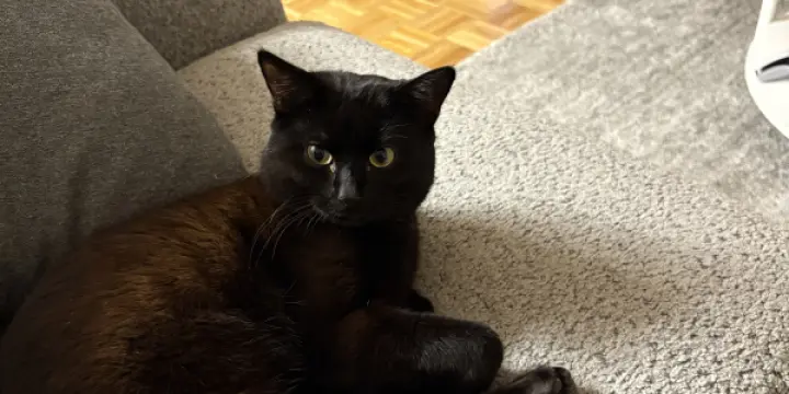 Chat à donner - URGENT