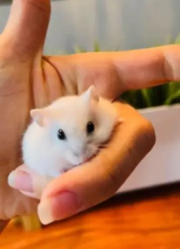 Hamster Nain Blanc à Gstaad