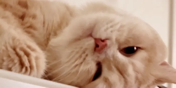 Magnifique chat d'amour