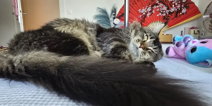 Mal Maine Coon disponible pour saillie