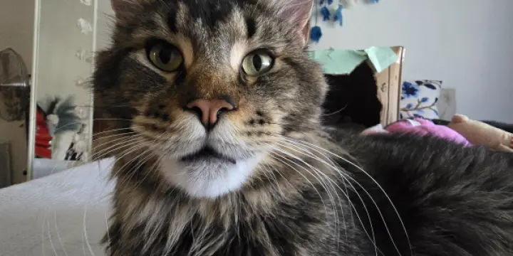 Mal Maine Coon cherche femelle pour Saillie.