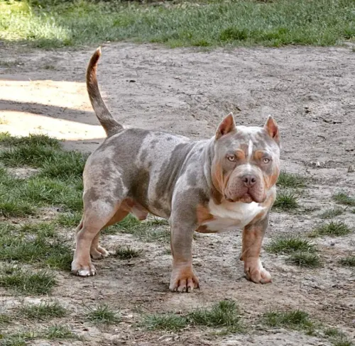 Chiot américain bully pedigree abkc fbkc à Corbeil Essonne