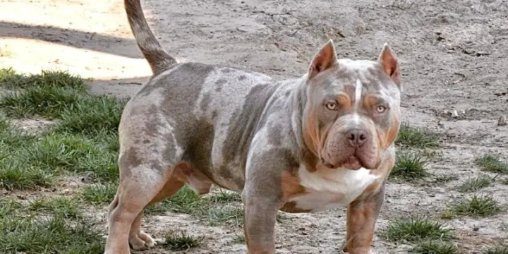 Chiot américain bully pedigree abkc fbkc