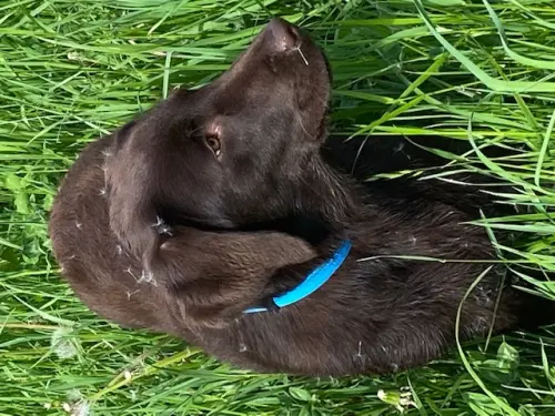 Chien labrador couleur chocolat à Courtelary (suisse)