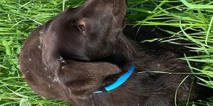 Chien labrador couleur chocolat