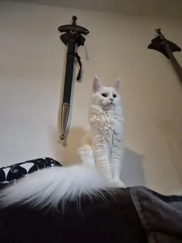 Maine coon à Crissier