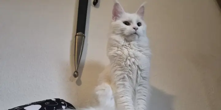 Maine coon