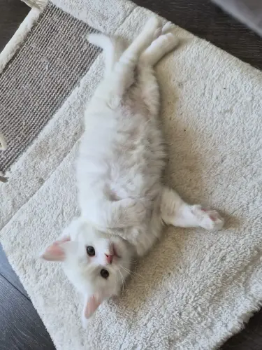 Magnifique chatons Maine coon à Crissier