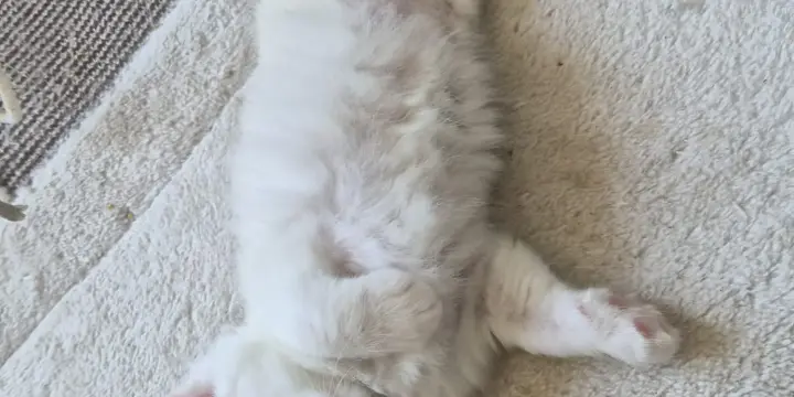 Magnifique chatons Maine coon