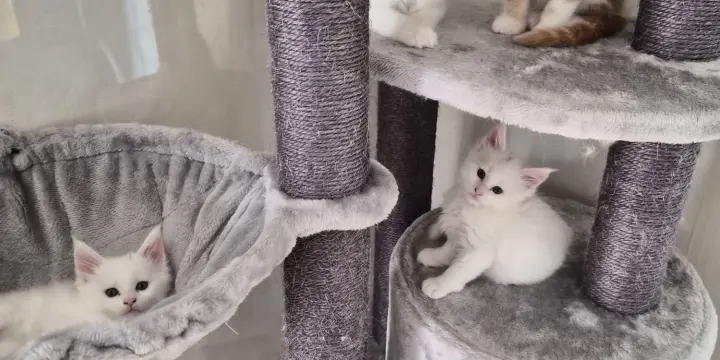 Magnifique chatons Maine coon