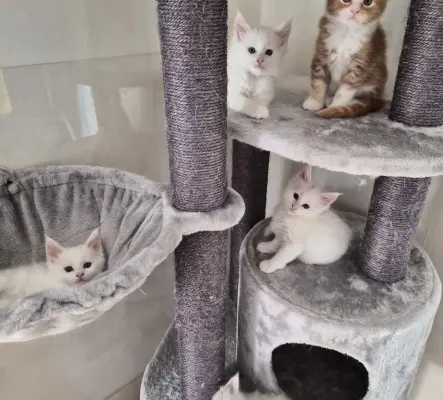 Magnifique chatons Maine coon