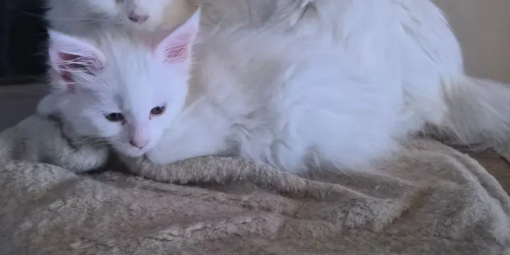 Magnifique chatons Maine coon