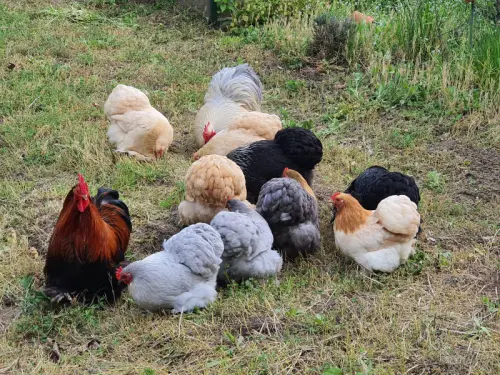 Pékin - Oeufs à couver à Vesin