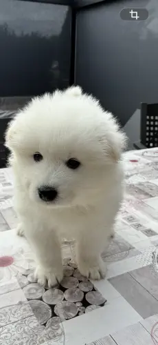 Chiot Samoyede à Romont FR