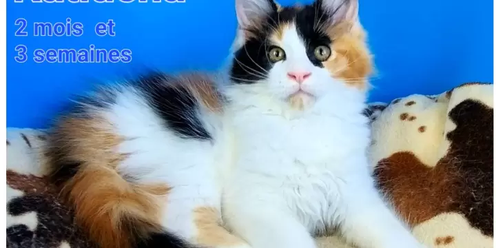 Magnifiques chatons Maine Coon avec un pedigree