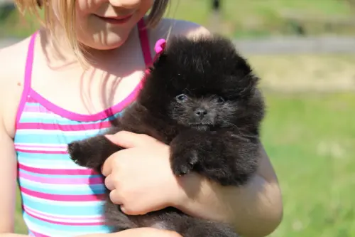 Chiots spitz allemand pomeranien à Torpes