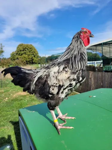 Coqs à vendre: Race Gournay ou croisés Suisse-Gournay à Villorsonnens
