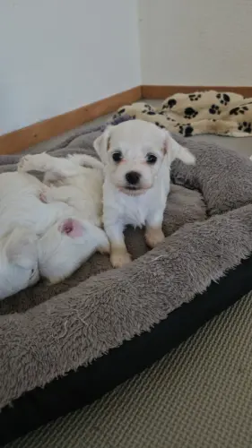 Chiot bichon matlltais à Lucens