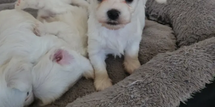Chiot bichon matlltais