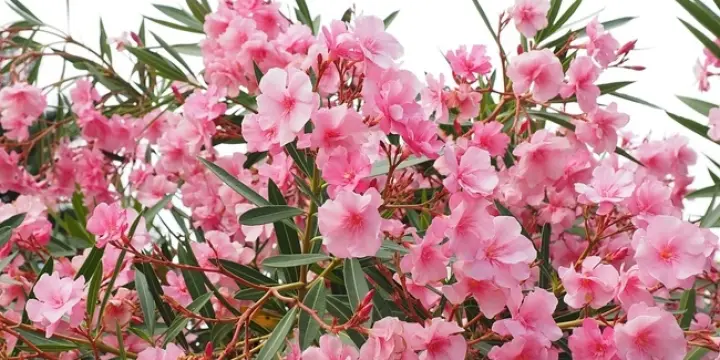 Guide pour votre séjour au Maroc