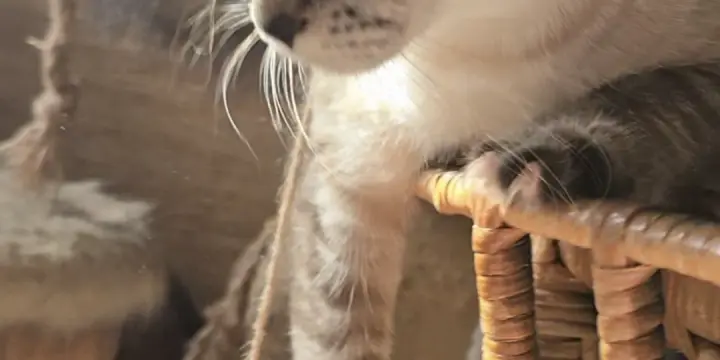 Siamoise tabby chocolat